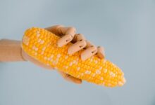 CornSS 机场官网地址:直连 IP 地址官网-找梯子