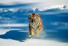 虎云机场官网:TigerCloud 虎云-找梯子