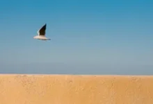 玛雅历机场官网：注册账号需要审核，不可直接注册-梯子推荐